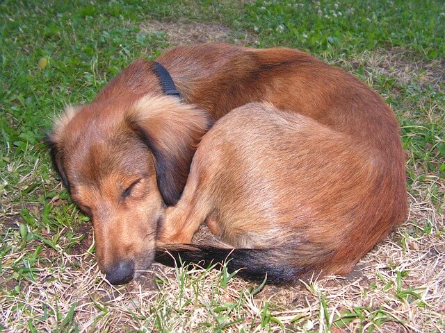 position-de-sommeil-chez-le-chien